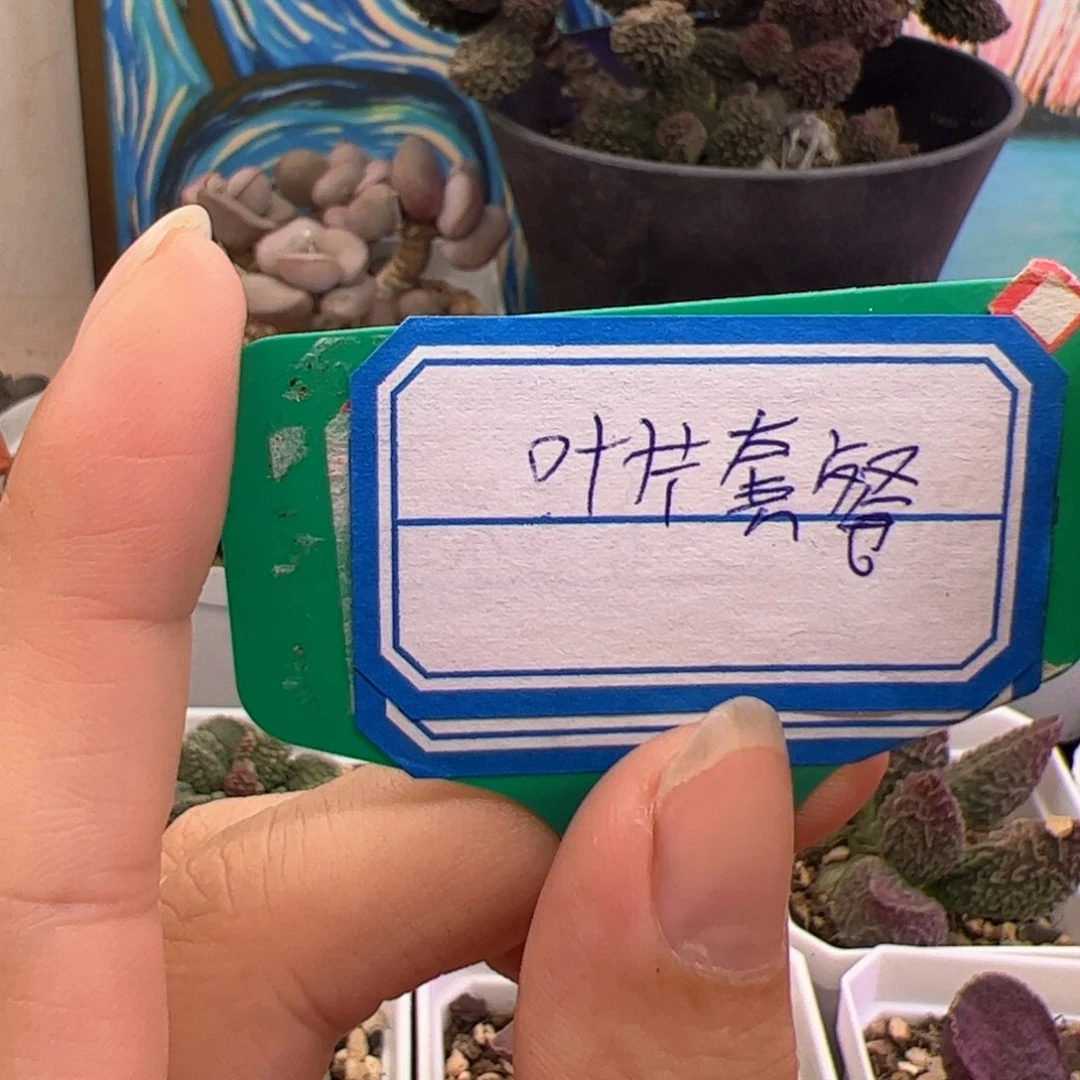 大***飞叶片套餐。
