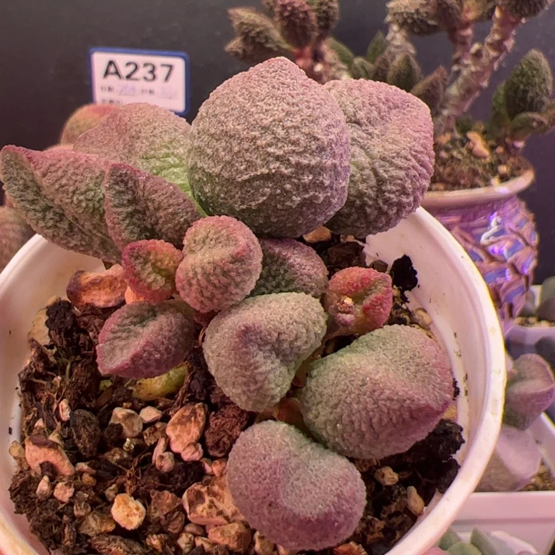 冷*喵          水蜜桃。