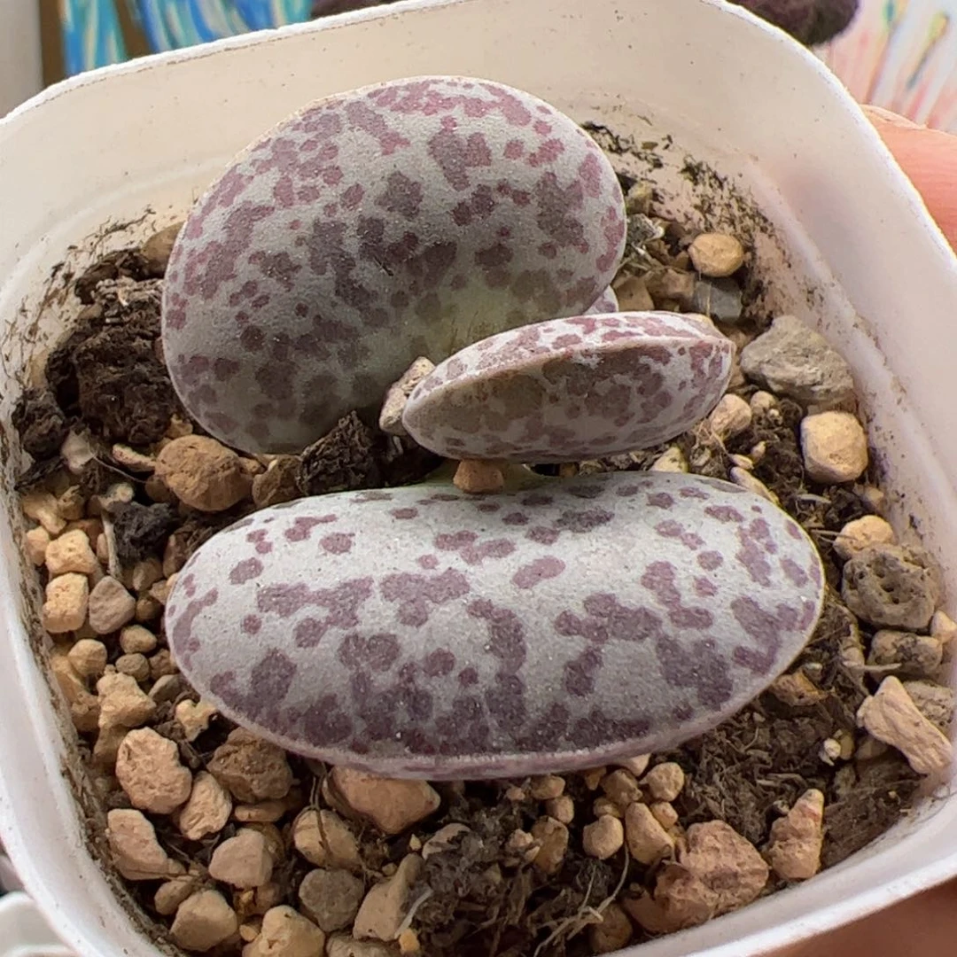 花蛋。