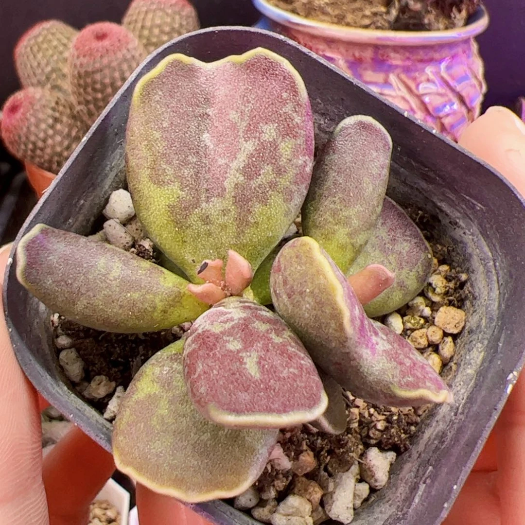 紫库博。随机一棵