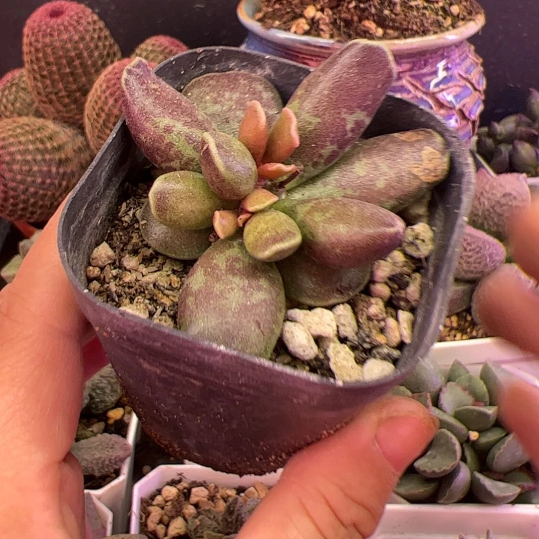 用****6紫库博。