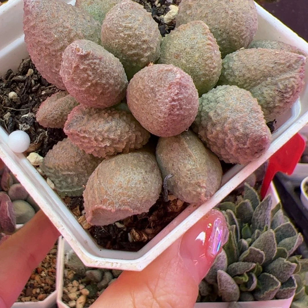 米*     哈默杂。