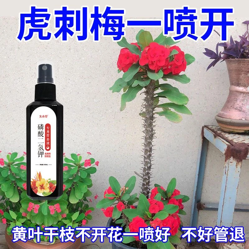 最快三天】虎刺梅催花专用营养液体肥老桩发新芽防黄叶干支不开花