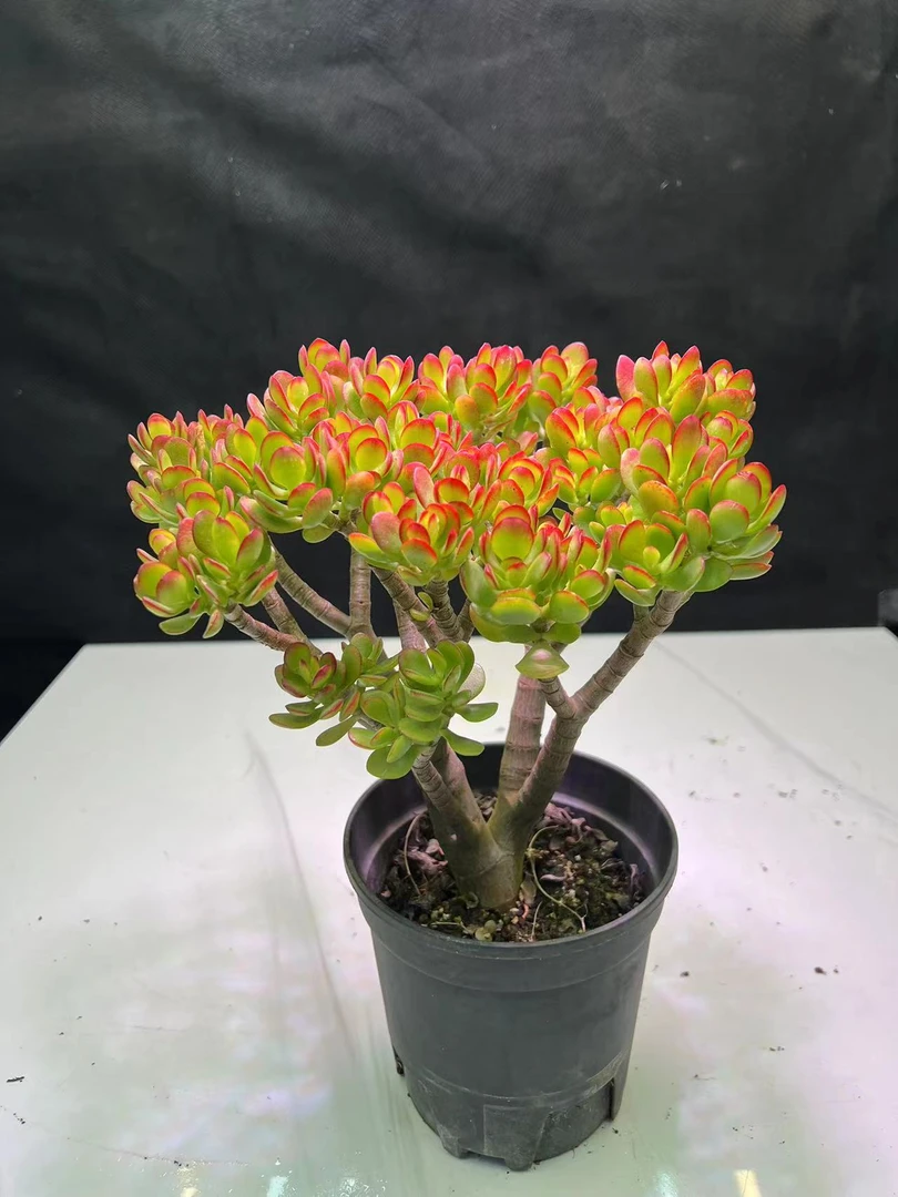 五年老桩摇钱树 多肉植物越养越红 （新手好养）