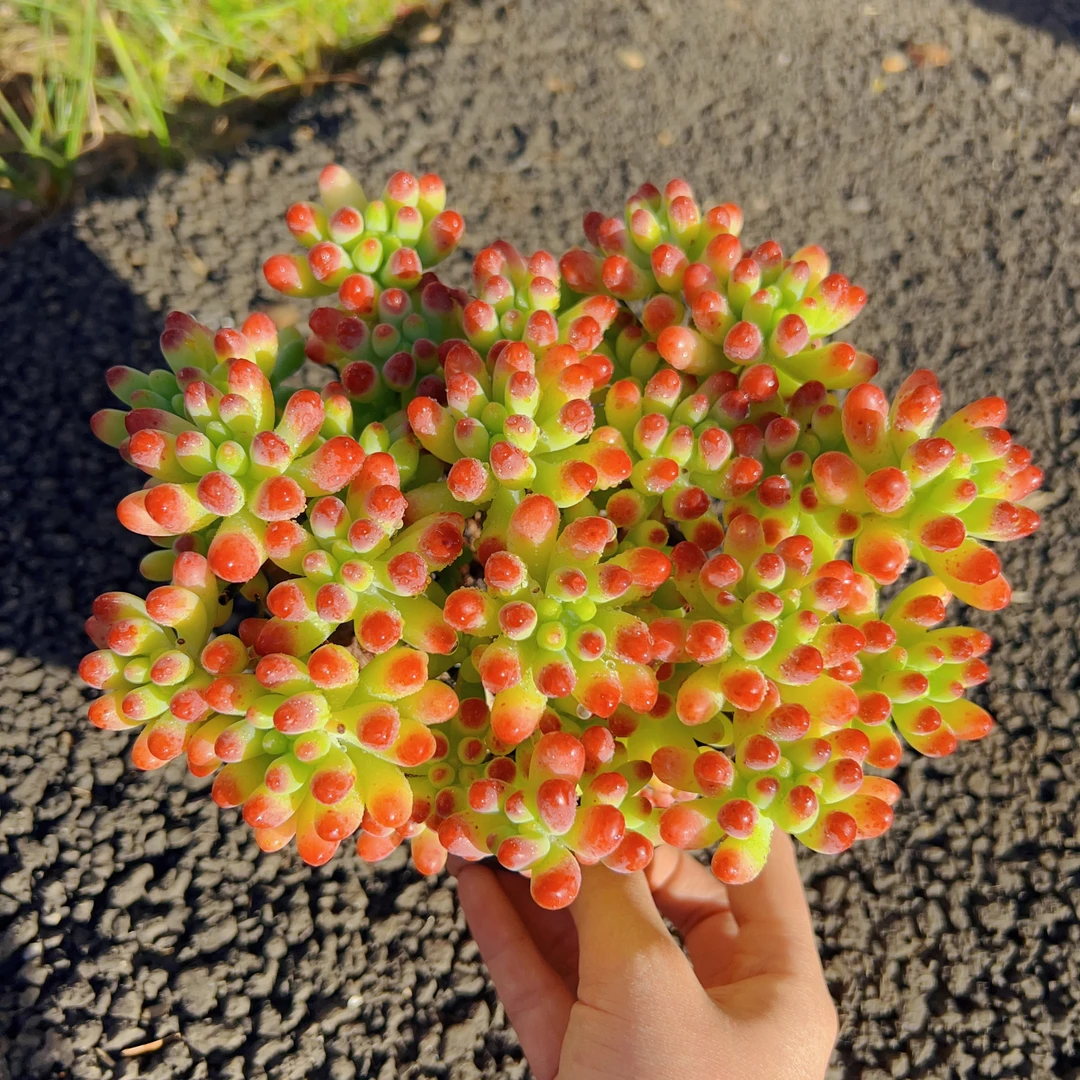 果冻乙女心 新手好养 越养越好看盆栽