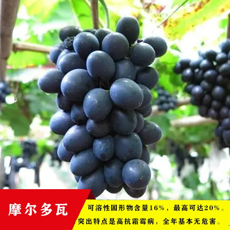 【摩尔多瓦】葡萄苗营养杯带原土 抗病好 易管理 包品种 葡萄树