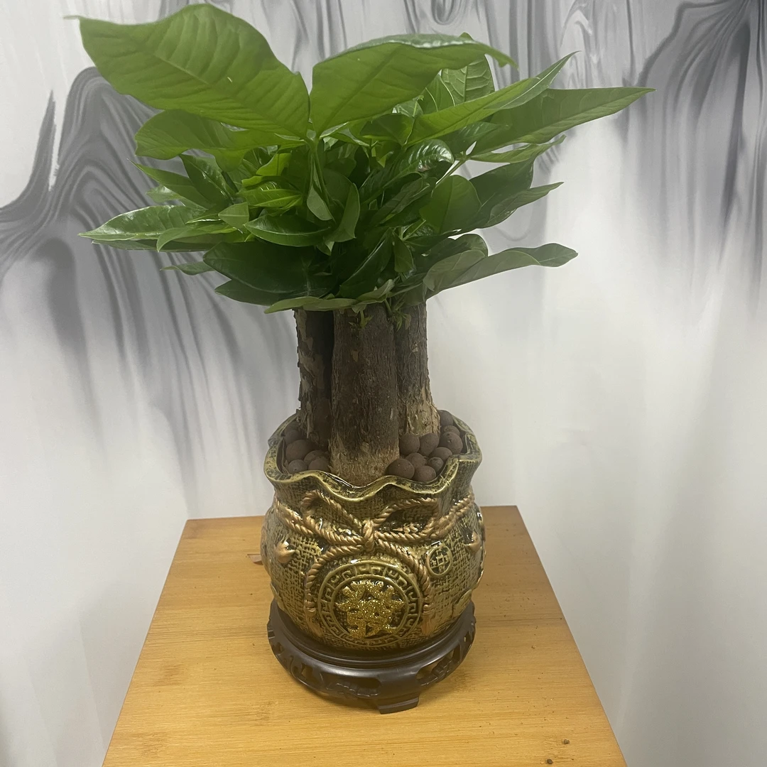 中钱袋陶瓷盆3颗发财树室内盆栽