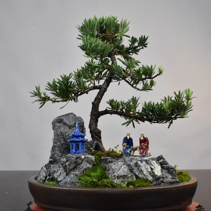 小叶雀舌造型罗汉松