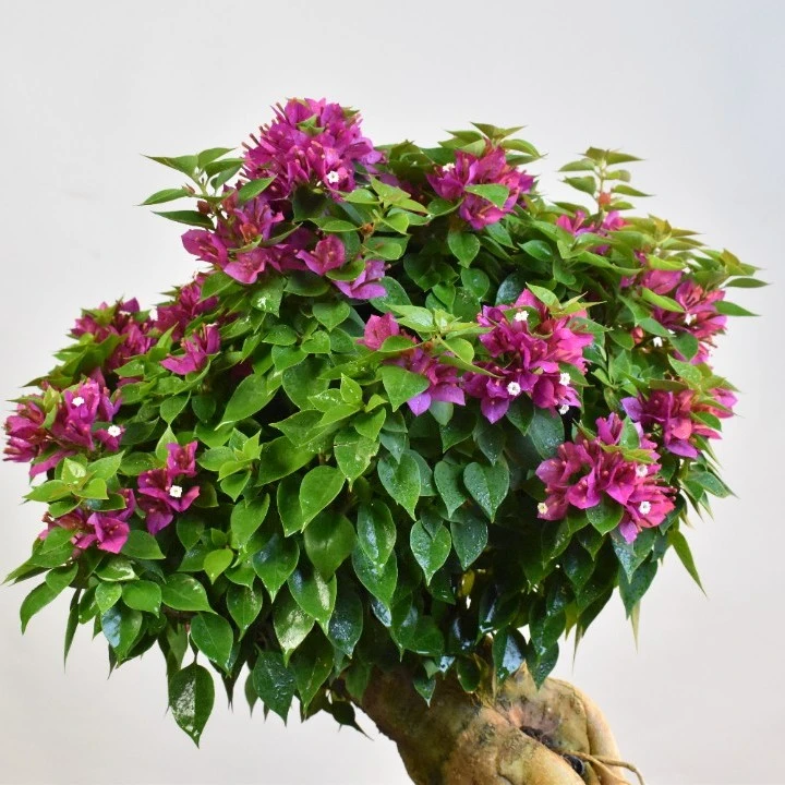 老桩三角梅 室内花卉