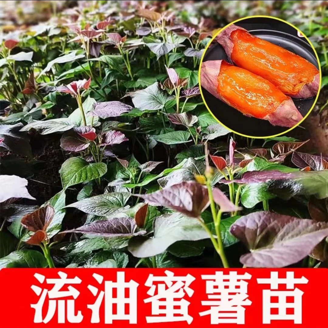 山东红薯苗地瓜苗烟25蜜薯西瓜红白哈密蜜紫薯优质高产蜜薯红薯苗