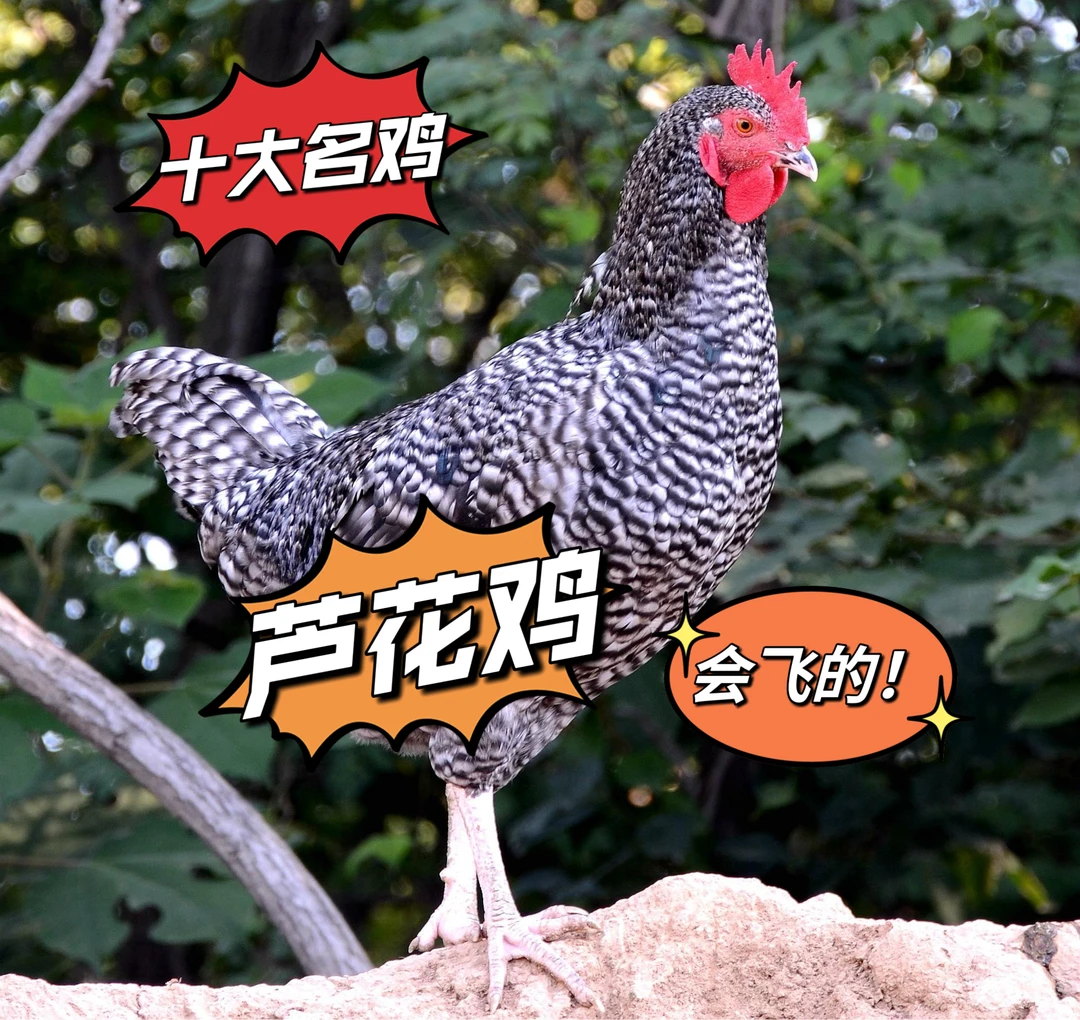 芦花鸡 老母鸡 现杀现发 4只包邮 单只净重1.5-2斤 顺丰 散养肉质