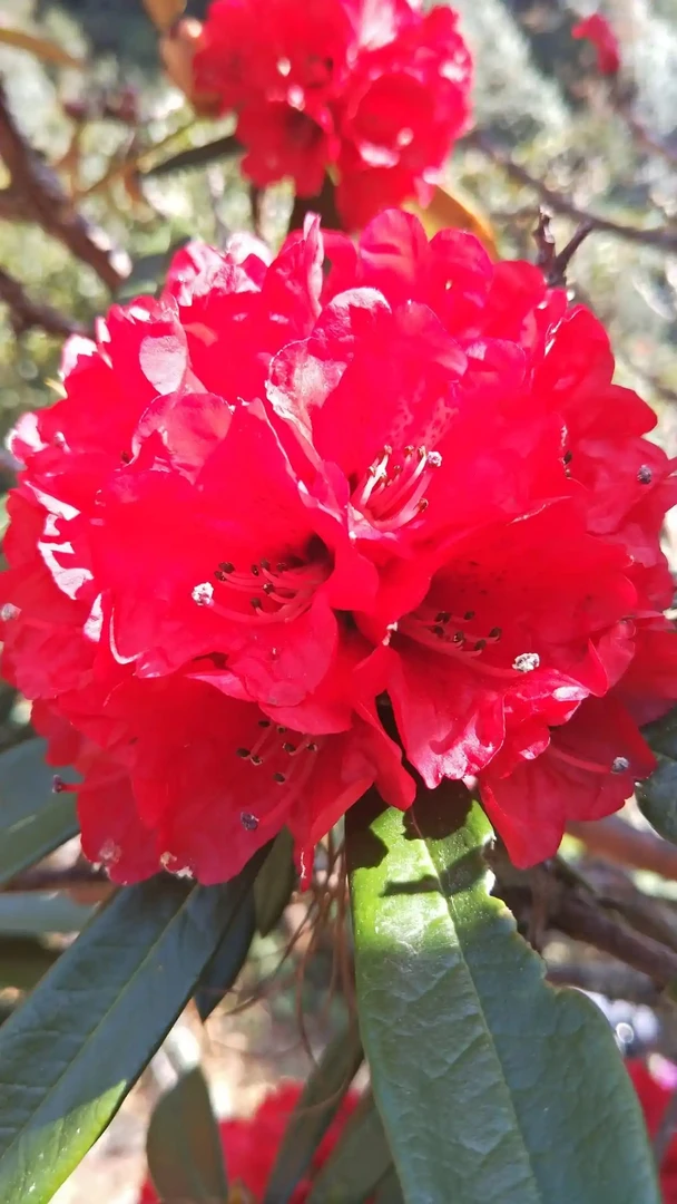 马英杜鹃花盆景素材