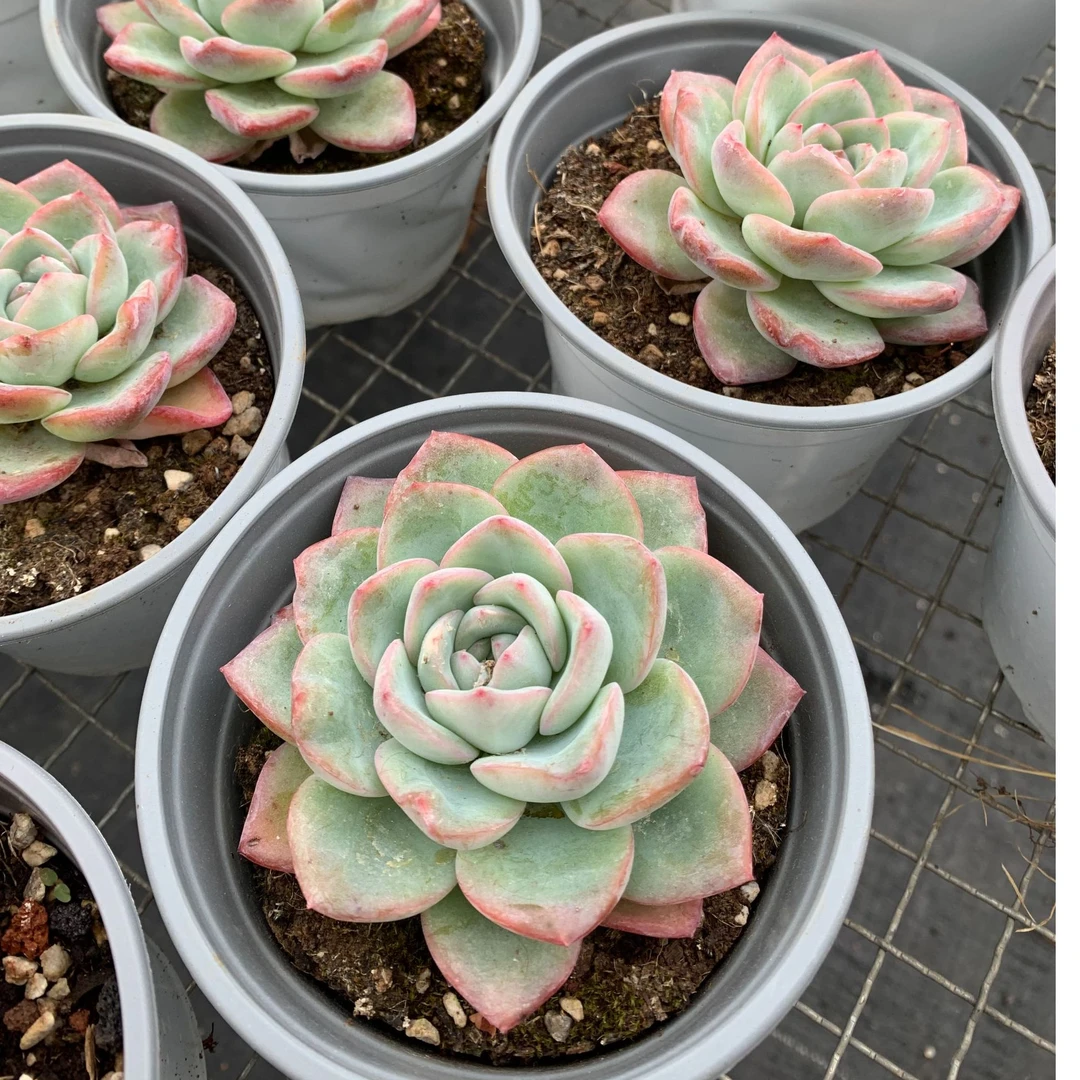 轰动4公分起发脱土   精品多肉