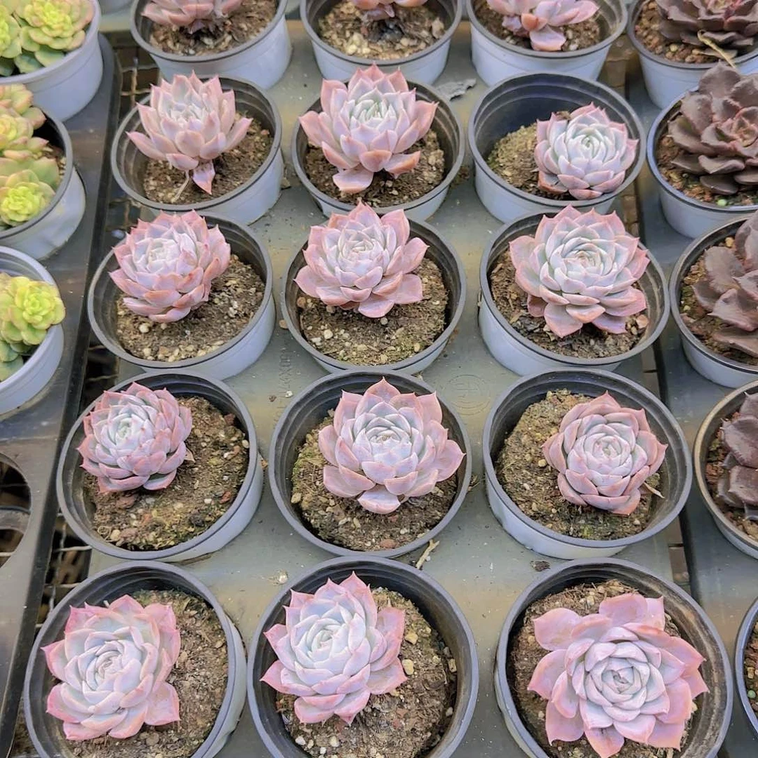 约瑟琳单头，带盆