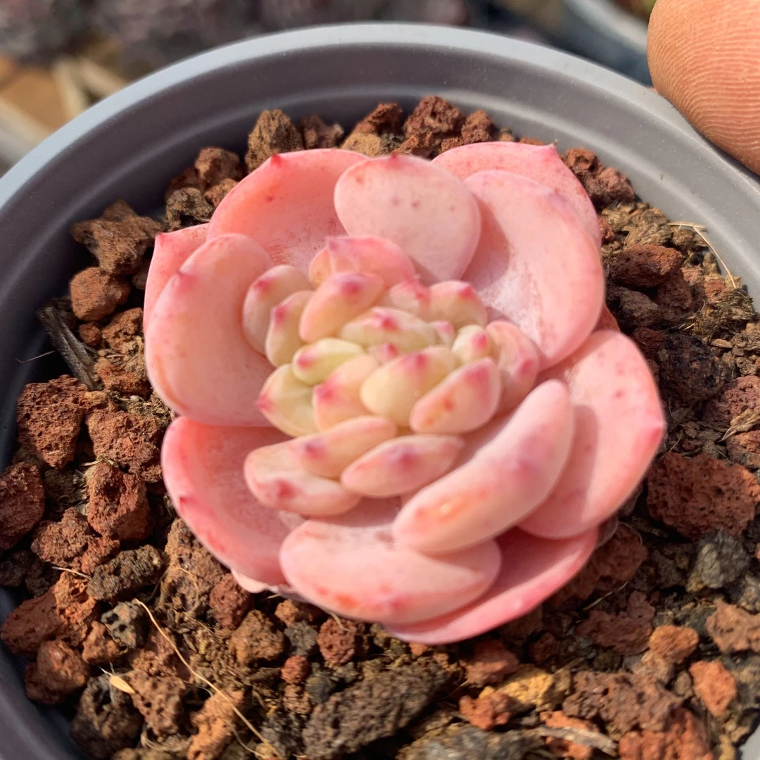 勃朗峰3-4公分带盆  精控精养多肉