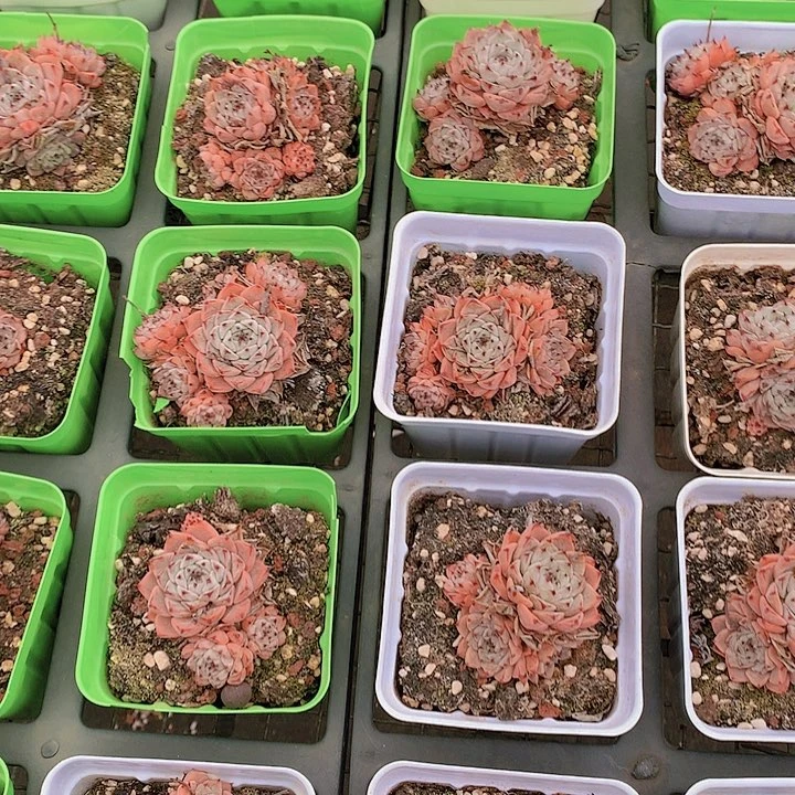 沙罗姬牡丹多头群生发货