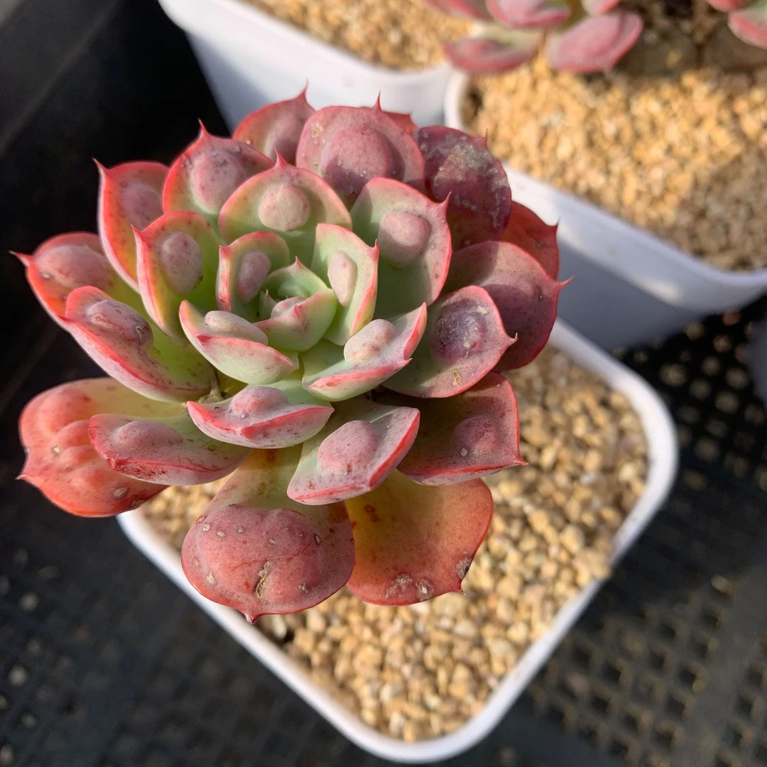 老桩雨滴 单头    精控精养多肉