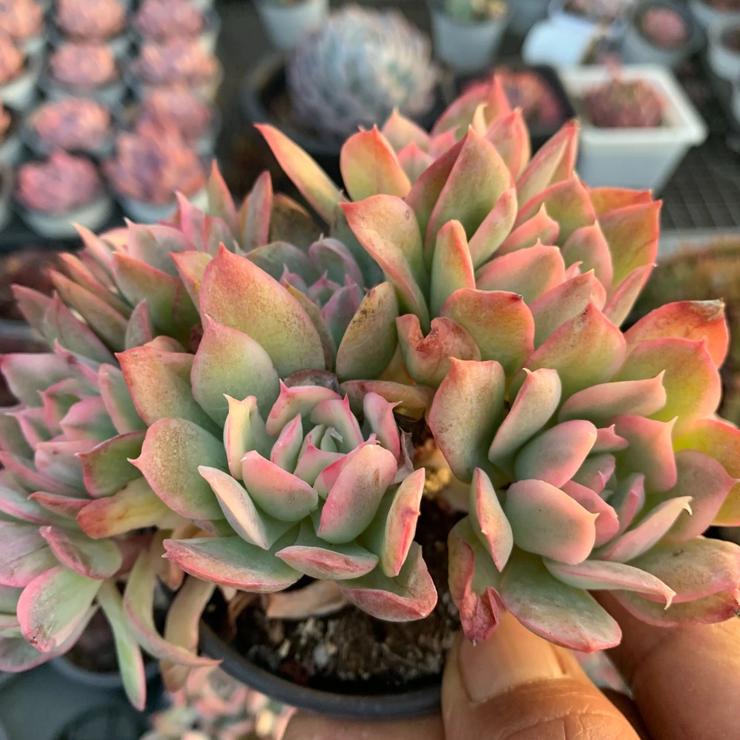 绮罗仙子锦6公分起发  精品多肉