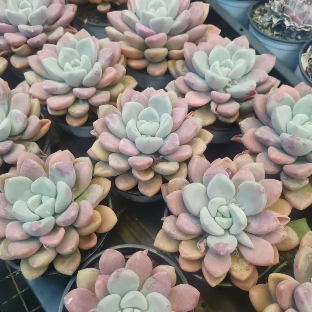 花斑鹿单头 保7-8公分脱土发 精控精养多肉