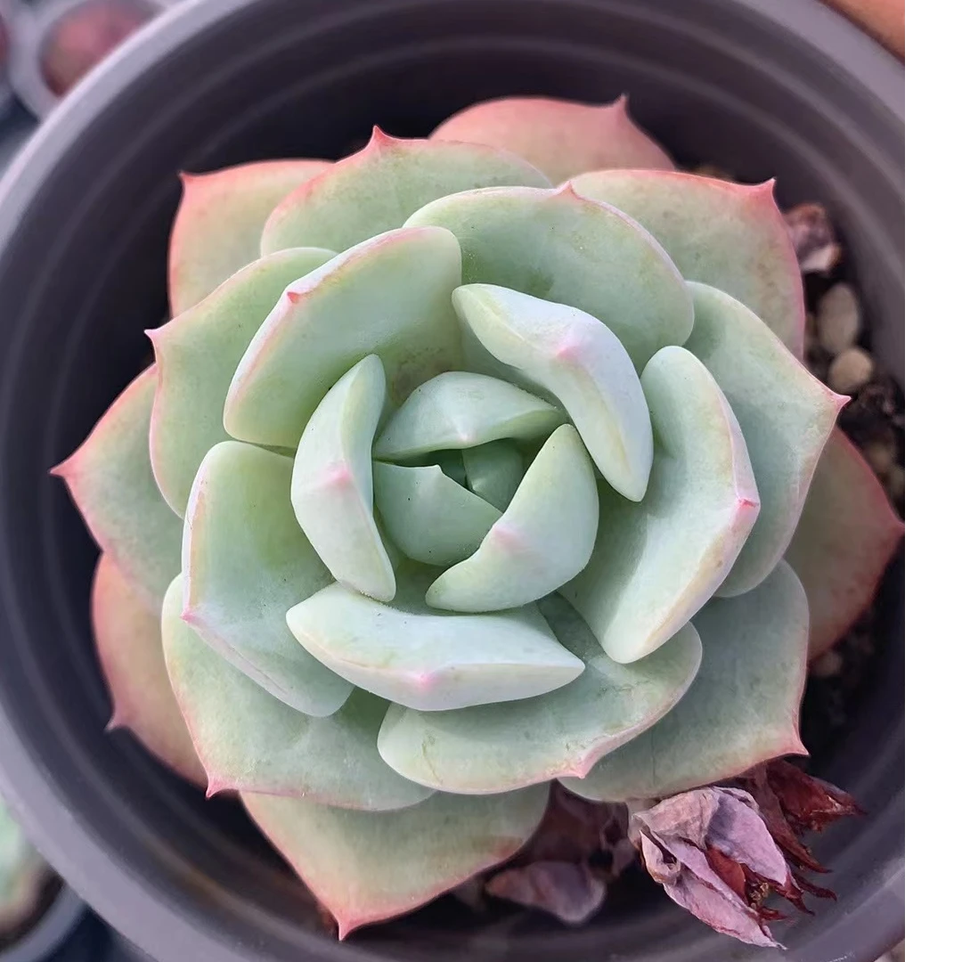 恋曲90盆   精品多肉