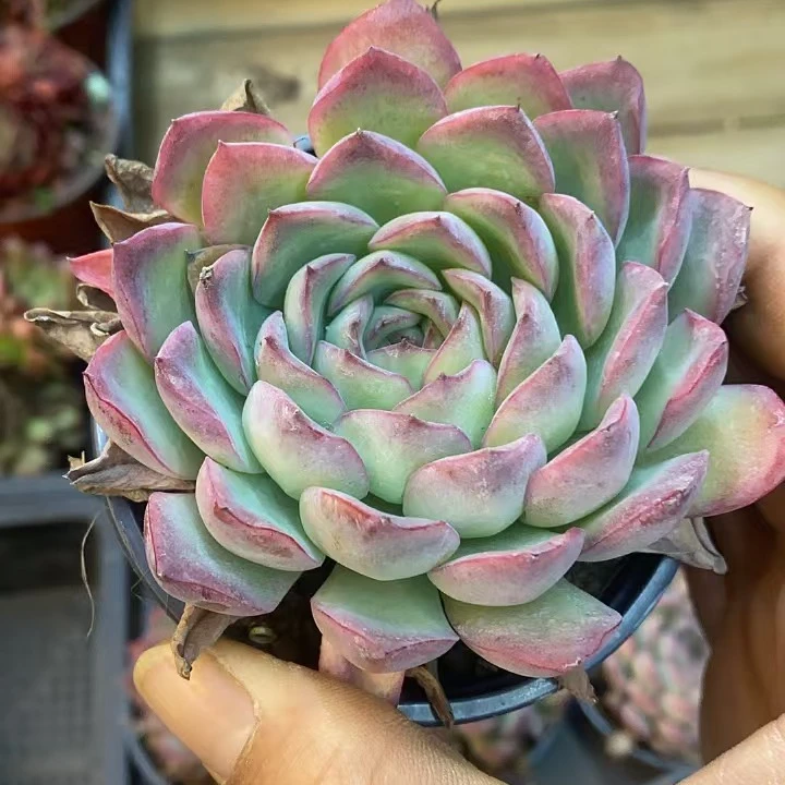 荷花单头 7公分起   精品多肉