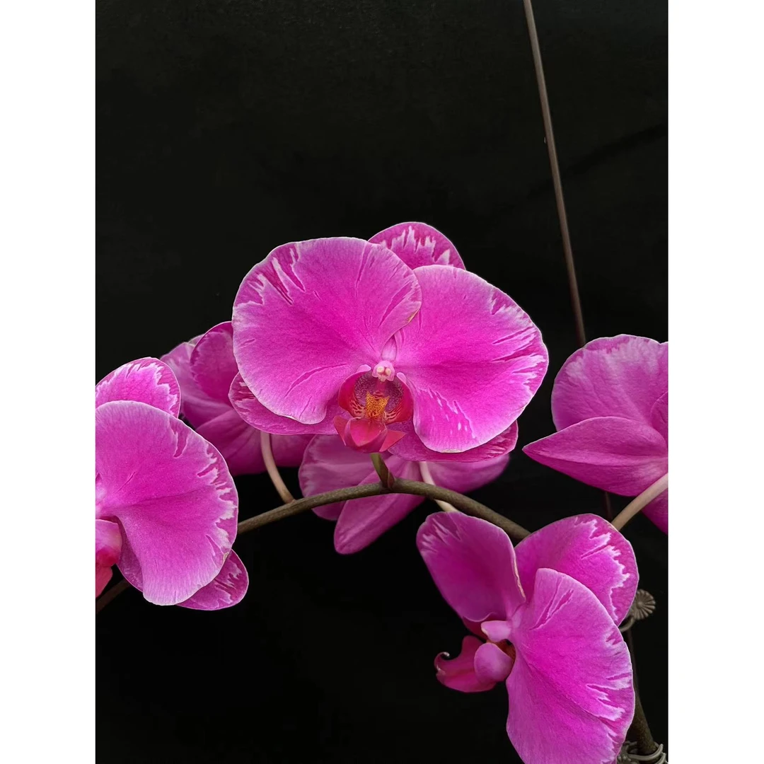 【兰蝶汇】光芒全花超便宜无售后-蝴蝶兰发货阳台桌面花