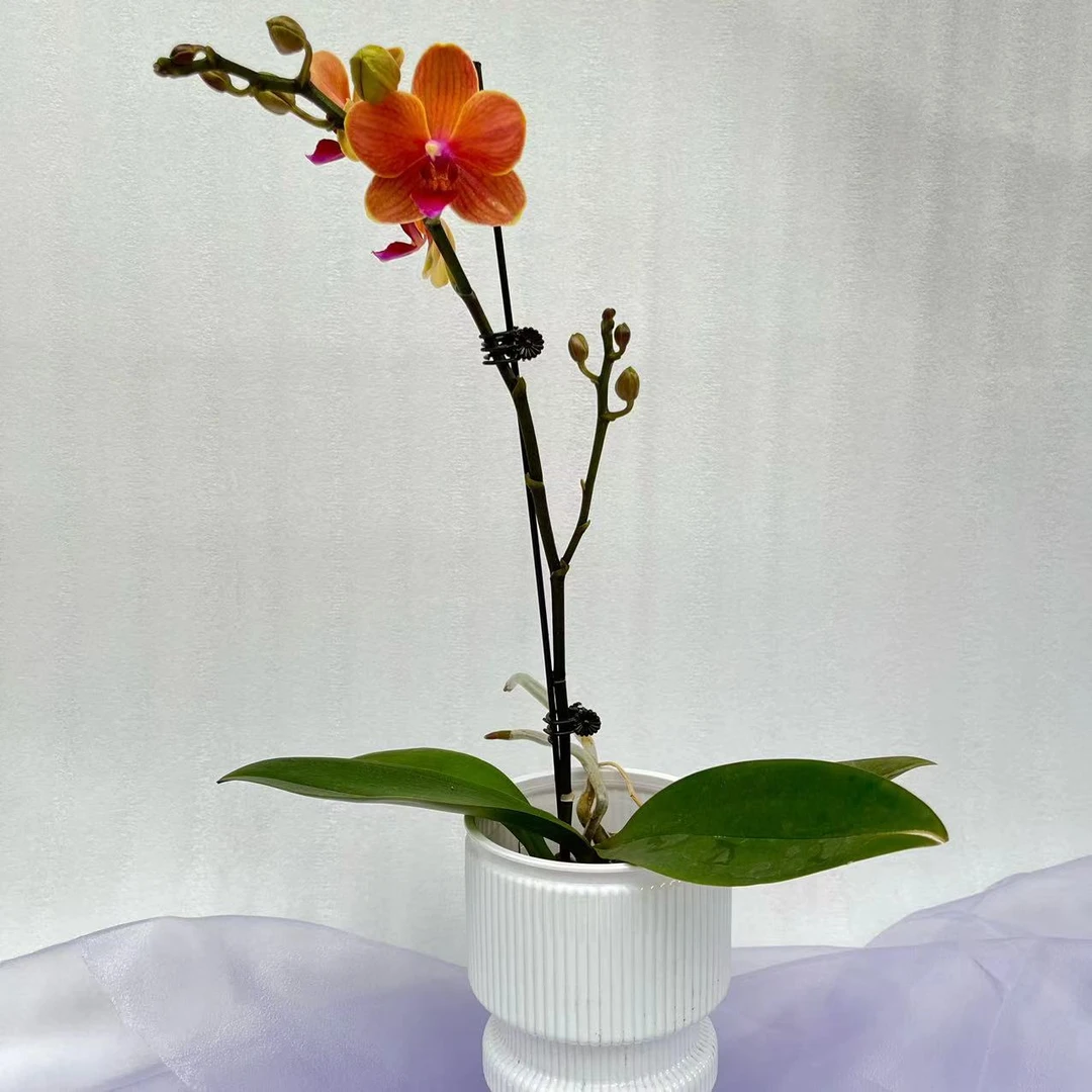 【兰蝶汇】波尔扎诺蝴蝶兰带花发货室内阳台桌面绿植花卉