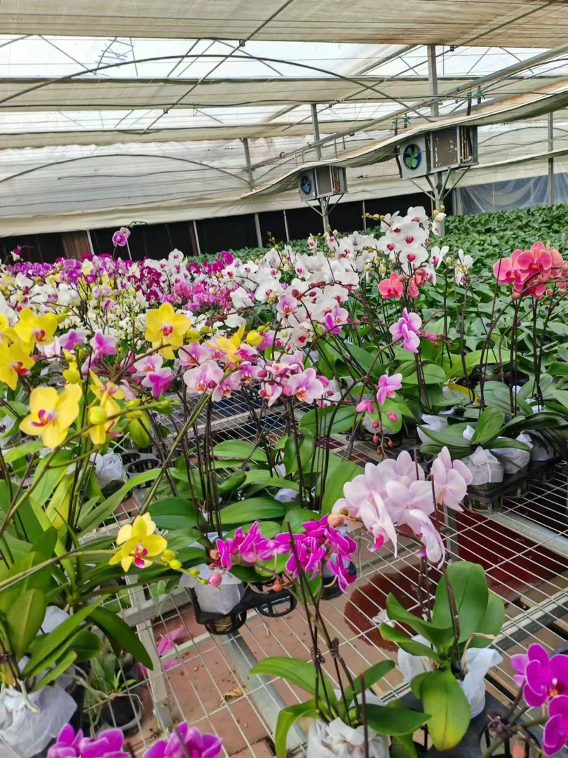 兰蝶汇【中小花带花带苞】蝴蝶兰随机带花