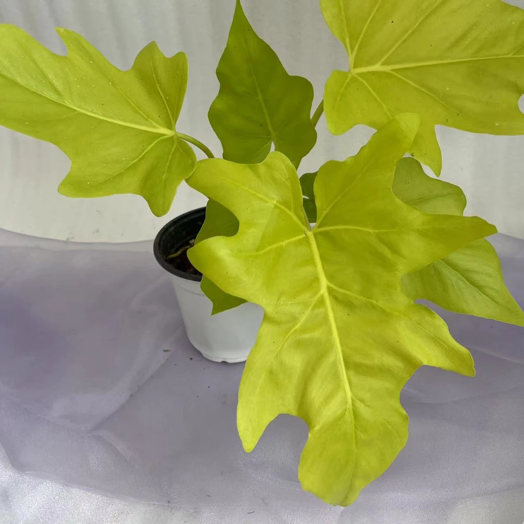 兰蝶汇【黄金芋】室内阳台桌面绿植