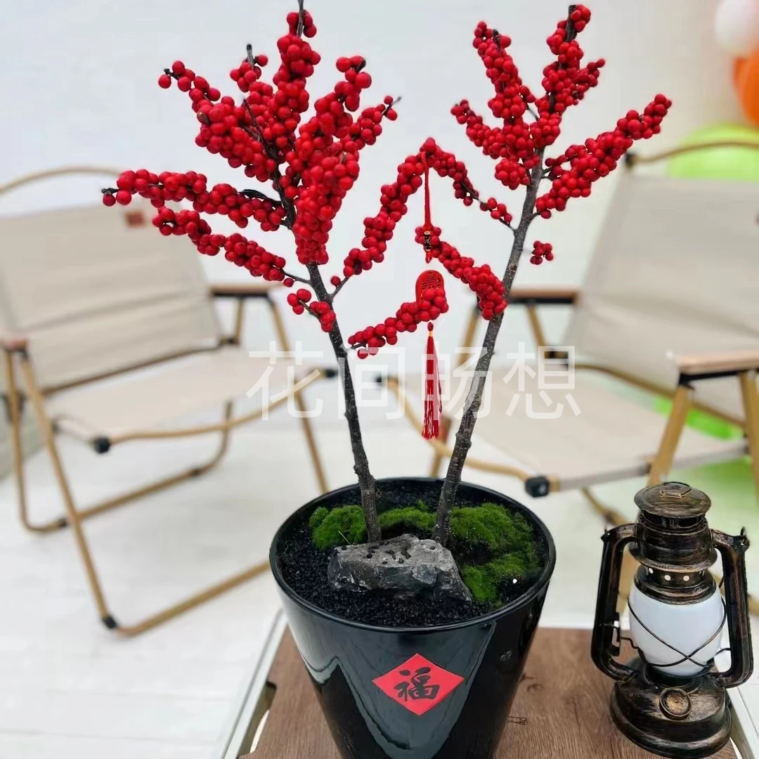 北美冬青盆栽一物一拍