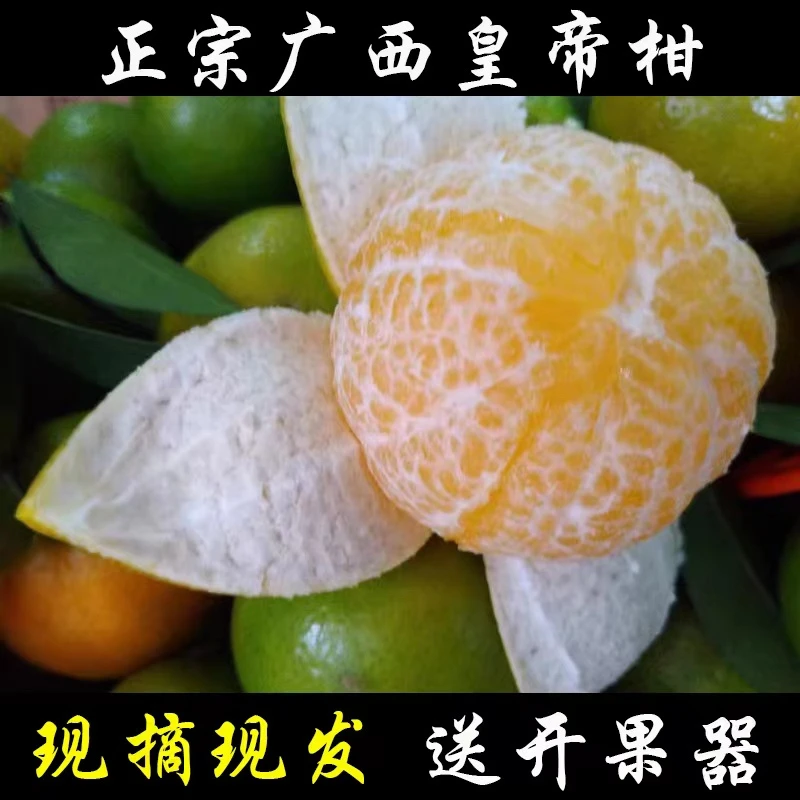 正宗广西皇帝柑品种贡柑大果当季新鲜水果整箱产地直发香甜柑橘子