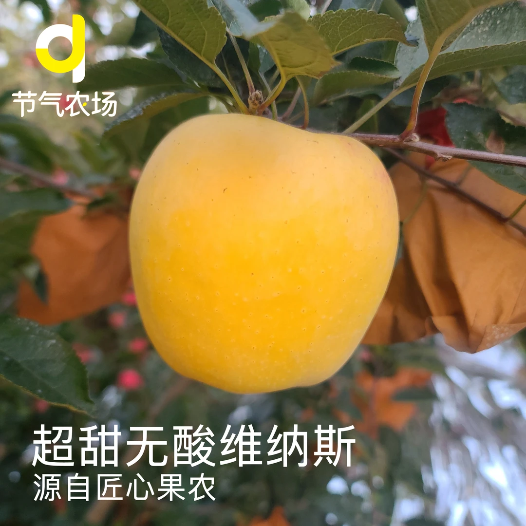 生态种植烟台纯甜无酸香甜多汁果肉细维纳斯苹果【京东快递】