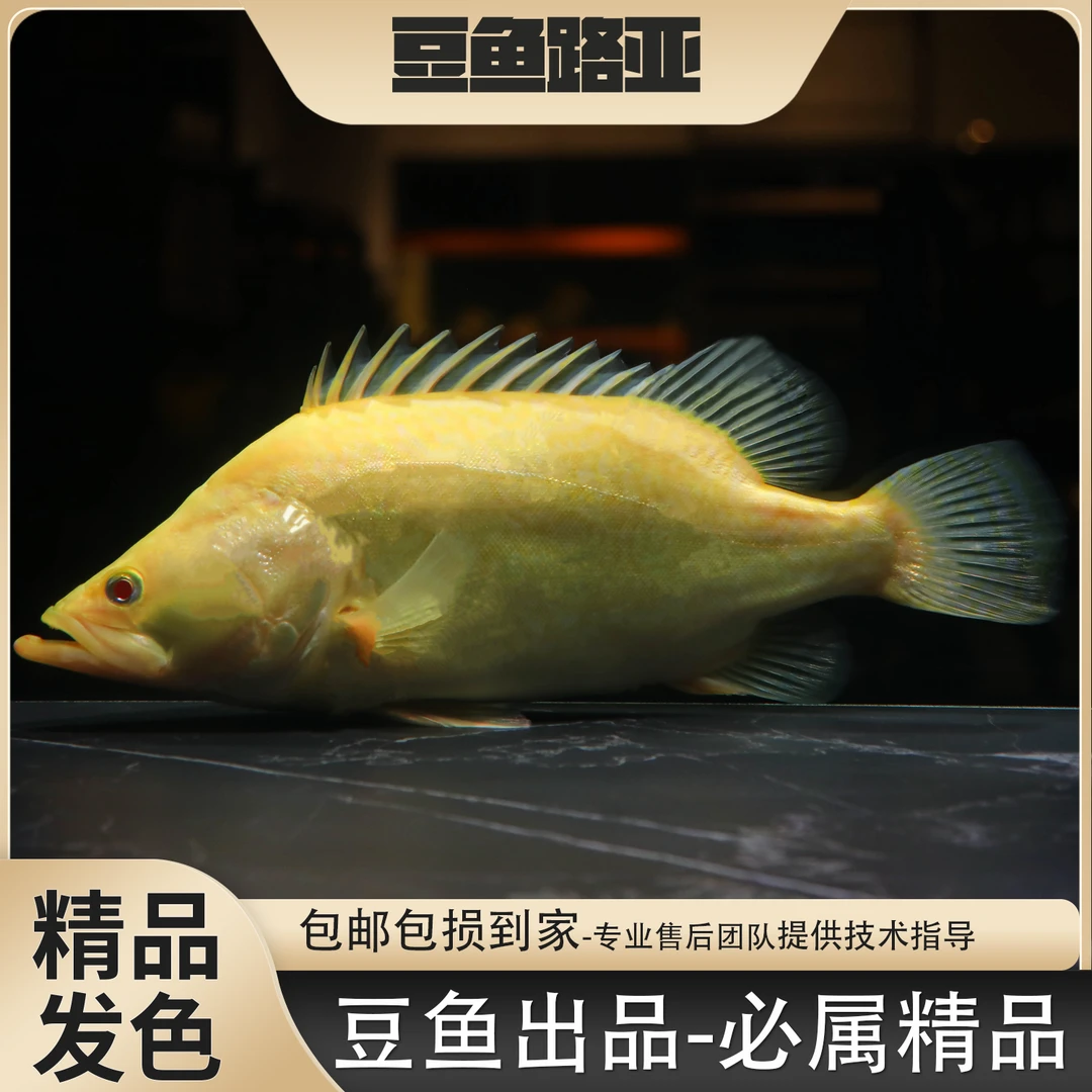 炽焰中国虎白子红眼翘嘴鳜黄金鳜鱼白化翘嘴鳜鱼活体养殖