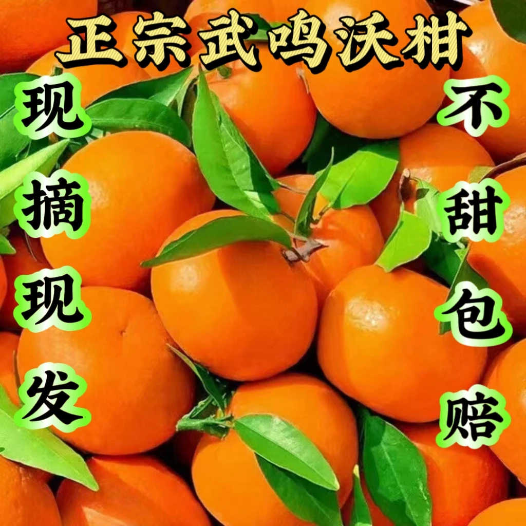 正宗广西武鸣沃柑新鲜柑子应季柑橘好吃水果净重5斤/9斤现摘现发