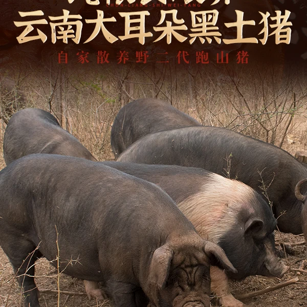 大耳朵土猪肉直播间现场称重 一单一称 生鲜备货不退货退款