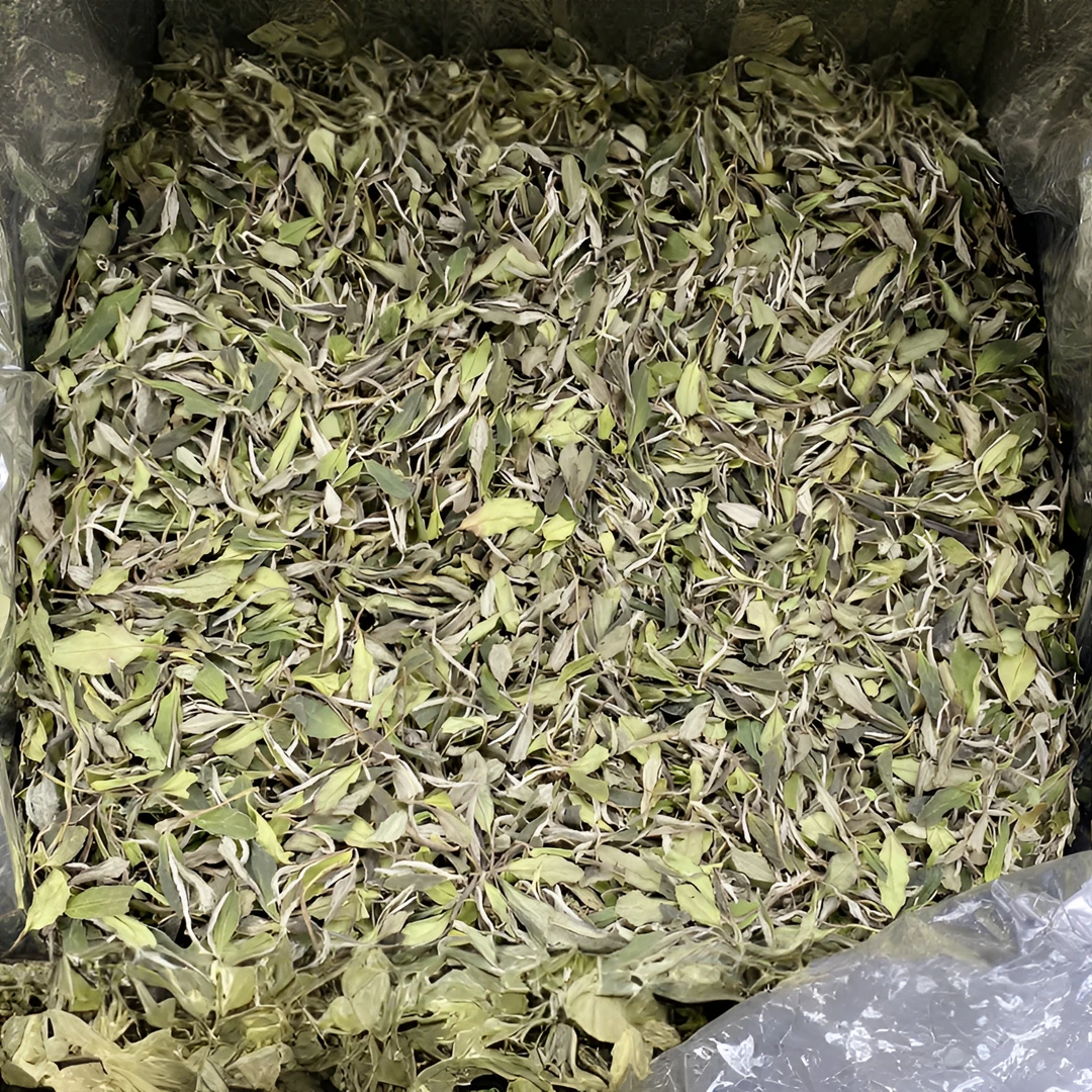 颂茗山2023年太姥山高山生态白牡丹 春茶三级牡丹 100克装