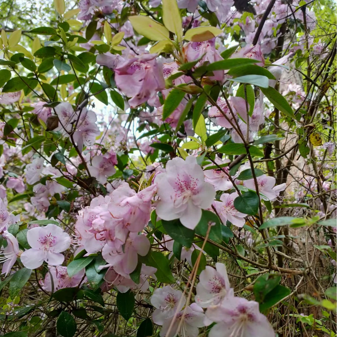 杂木盆景素材一物一拍