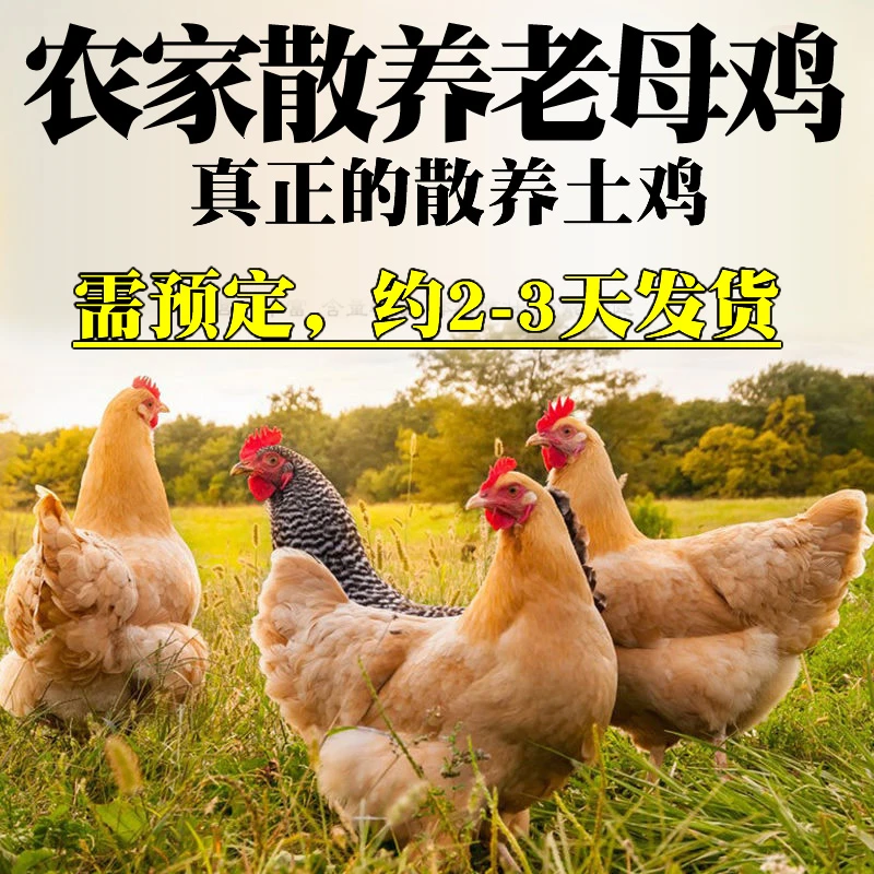 2只装！正宗3年老母鸡土鸡草鸡柴鸡孕妇月子鸡走地鸡粮食散养整只
