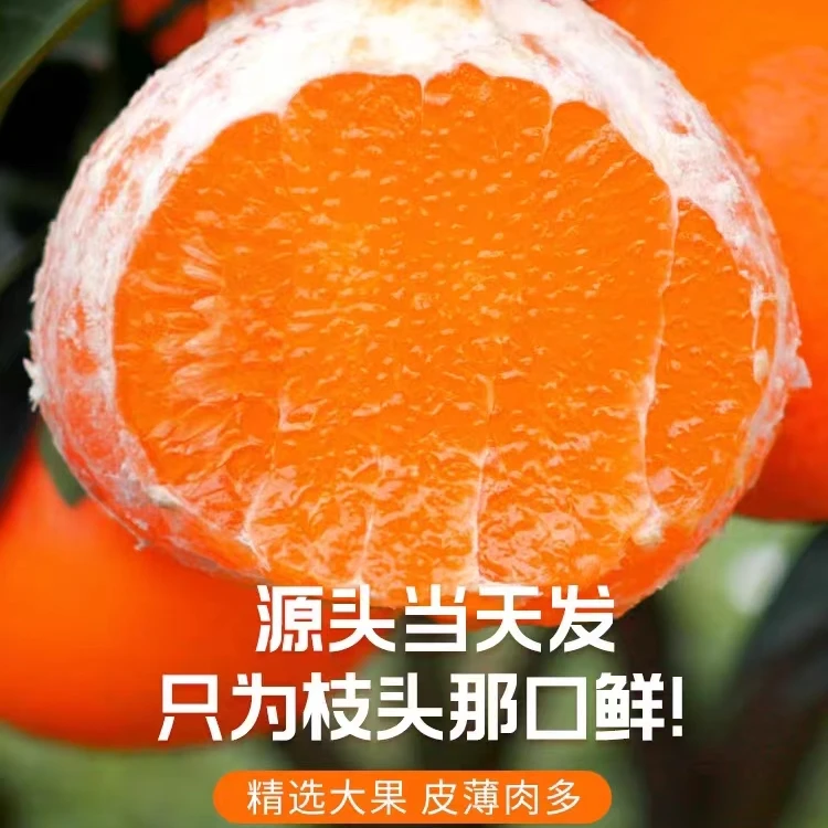 四川爱媛38号果冻橙新鲜爆汁好看好吃[低温地区慎拍]水分充足精品