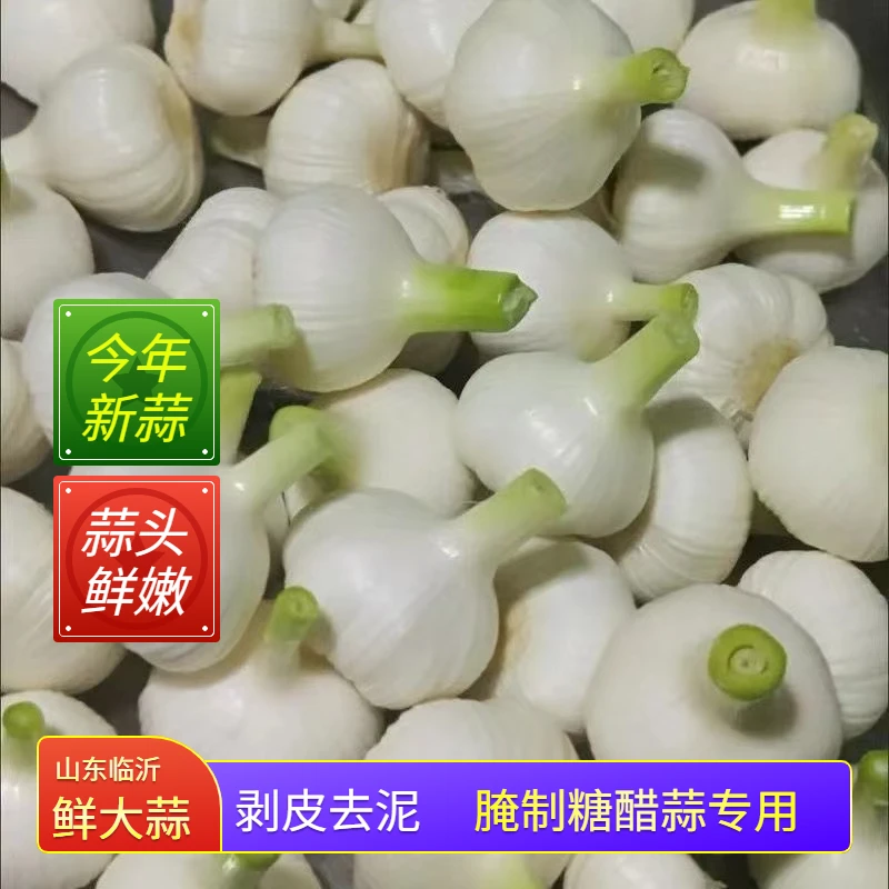 白皮鲜蒜泡蒜专用山东大蒜湿蒜嫩蒜多种食用生吃凉拌调味1/3/5斤