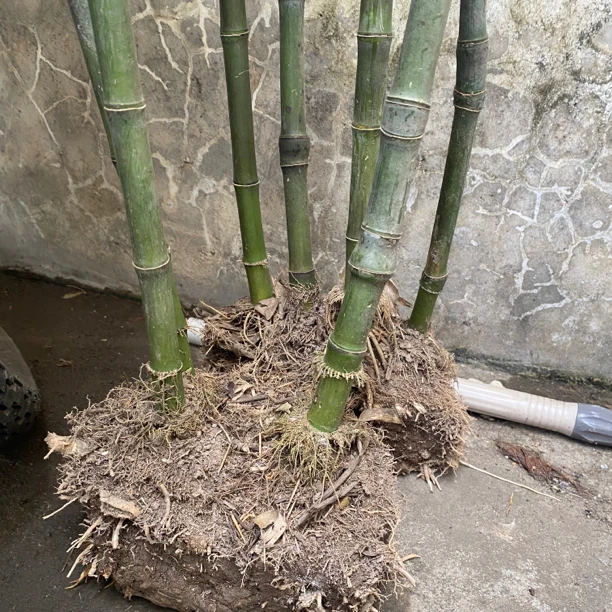 实心玉竹苗红心爆密，带土球包邮，具体以实物为准