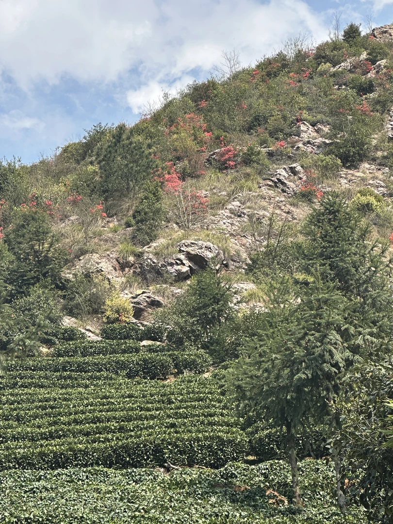 （2024新茶）明前春茶龙井43扁茶 高豆香