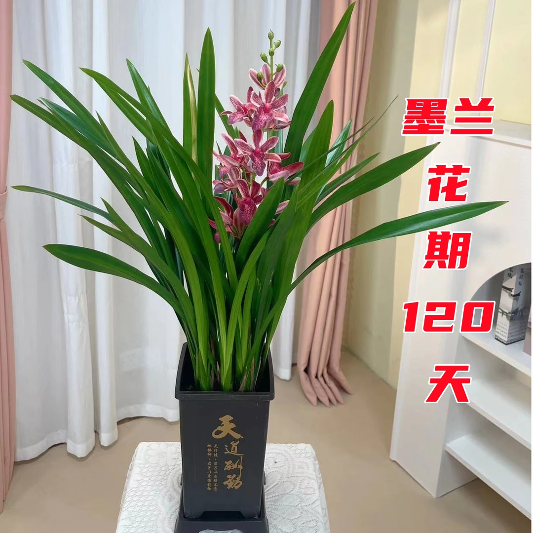 【墨兰+送花盆一套】兰花苗带盆种好四季花卉盆栽名贵墨兰好养浓香