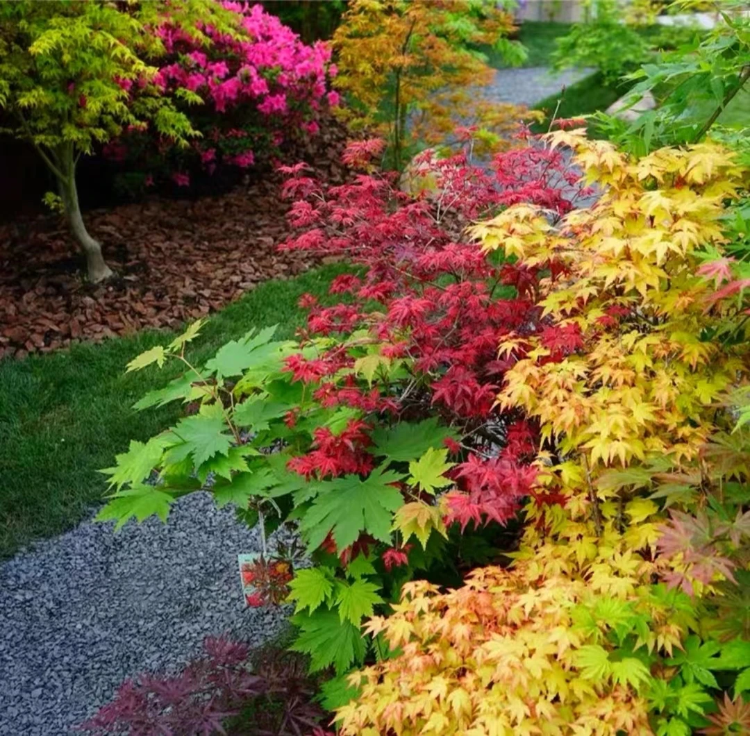红枫树苗四季中国红庭院美国日本紅舞姬盆景园林绿化植物苗木抗寒