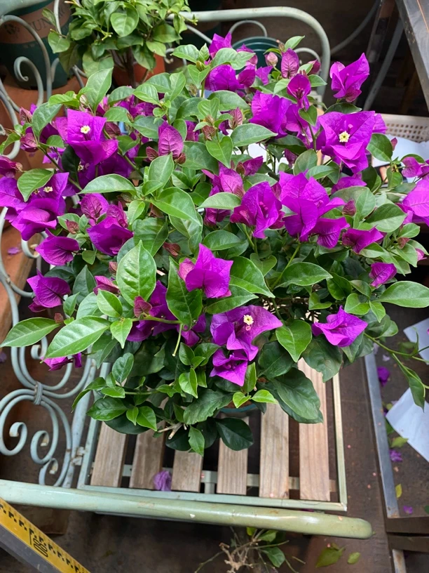 【小王子云南紫】飘枝紫色运输有可能掉花落叶10-12