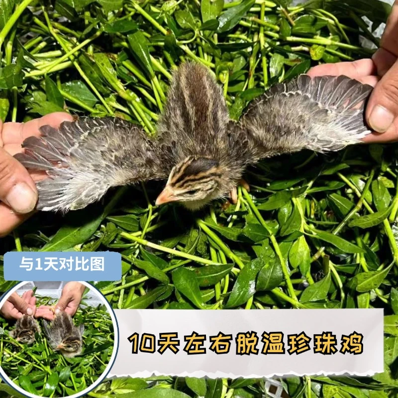 10天左右脱温珍珠鸡夏季提供五只起发公母混合