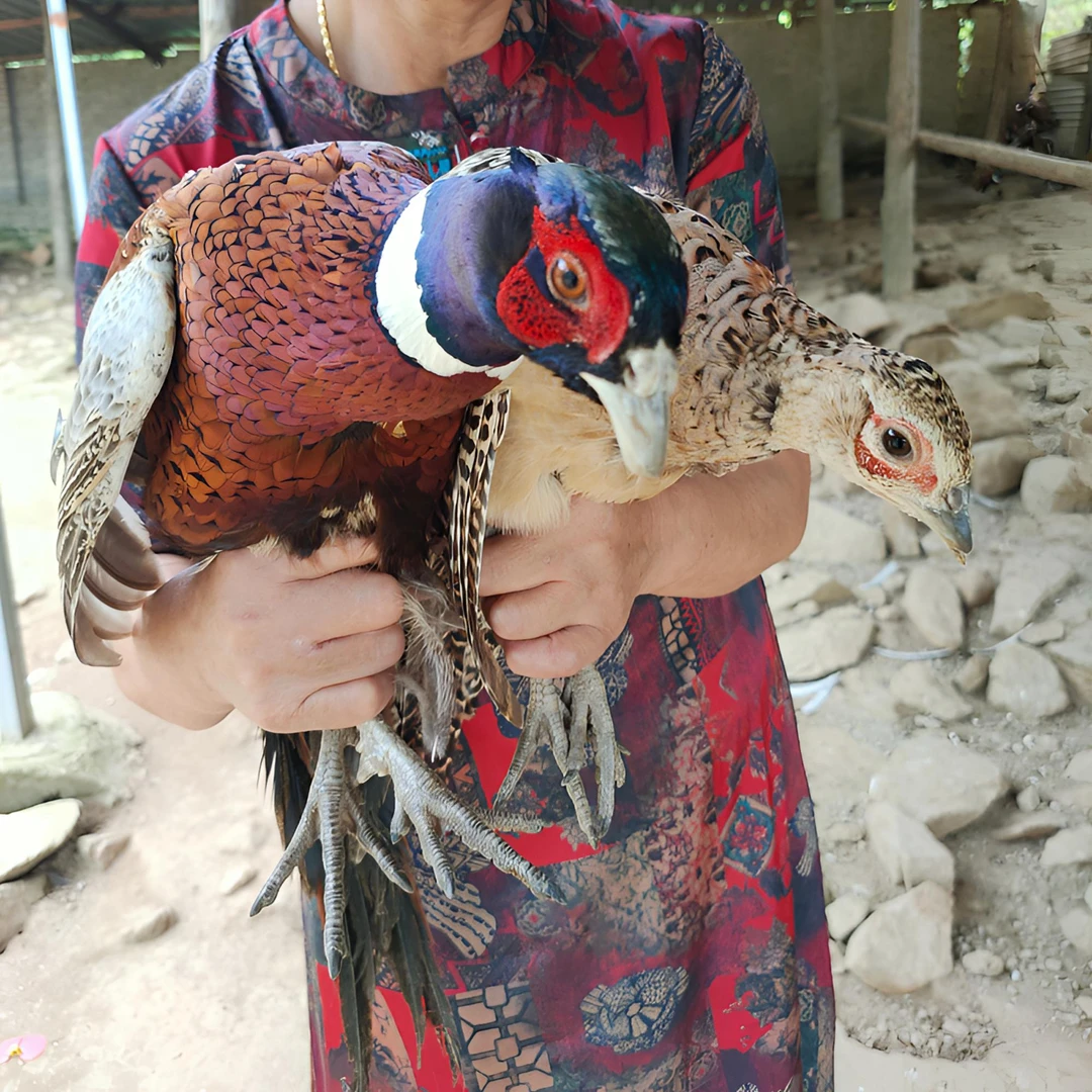 成年七彩山鸡散养山鸡公母搭配活体发货