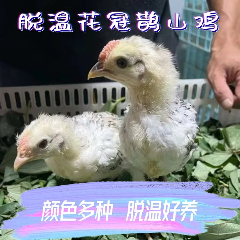 花冠鹊山鸡青年鸡半大脱温4只起发公母都有