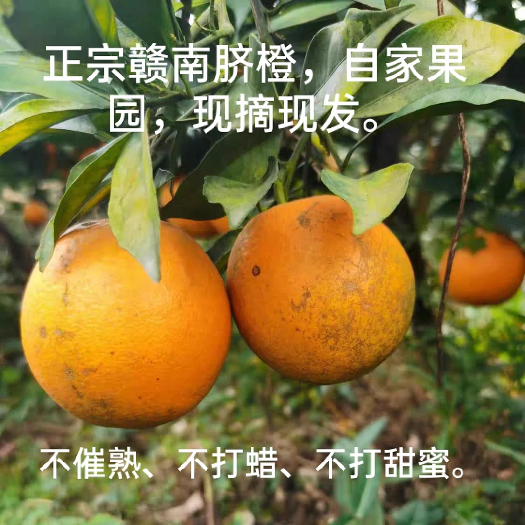 新鲜赣南脐橙江西赣州10斤花皮主推大果榨果汁原产地现摘现发