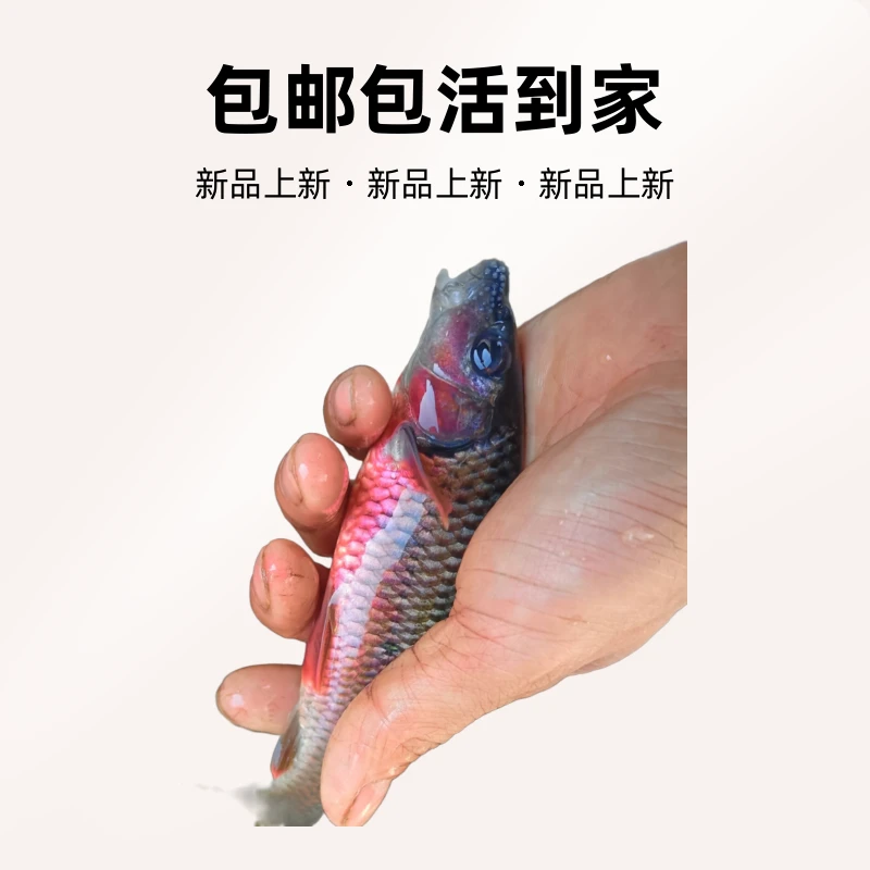 溪石斑青斑红腹石斑鱼原生鱼观赏鱼活体包邮到家